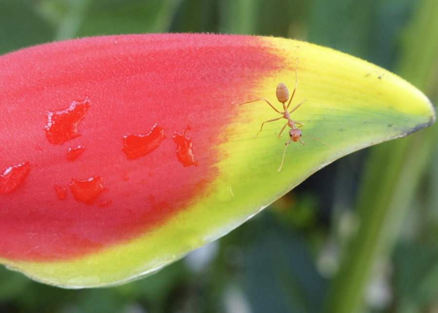 an ant crawling on a red and green flower